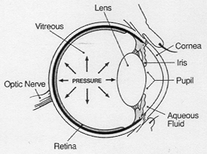 Optelec, Low Vision, Customer Service, Customer Service, Customer Service, Glaucoma, Diabetic Retinopathy, Low VisioOptelec, Low Vision, Macular Degeneration, Magnifier, Video Magnifier, Cataracts, Glaucoma Diabetic Retinopathy, Low Vision Aids, Visually Impaired